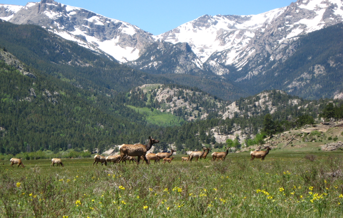 Elk Herd in Rocky Mountain National Park.