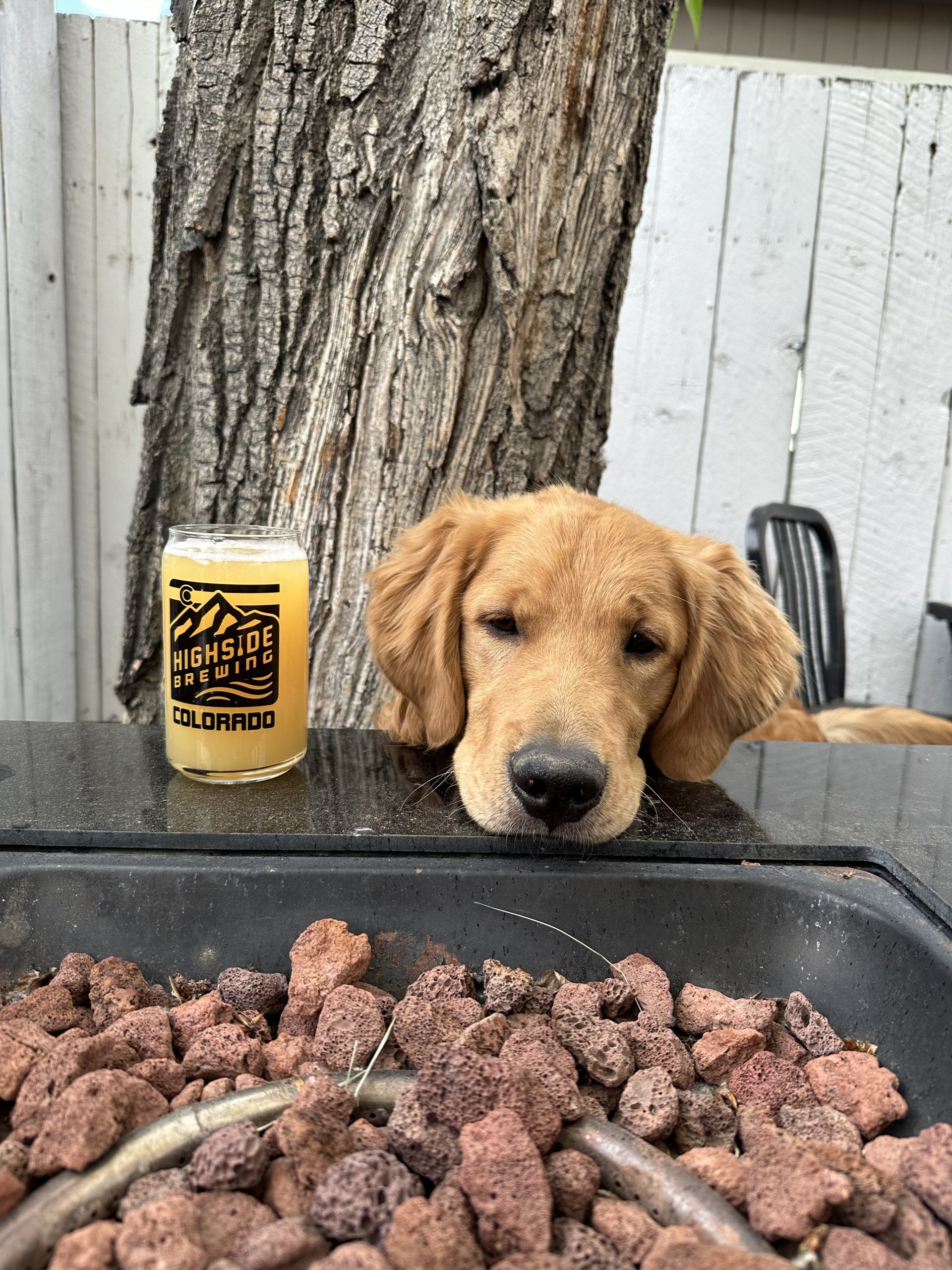 dog at brewery