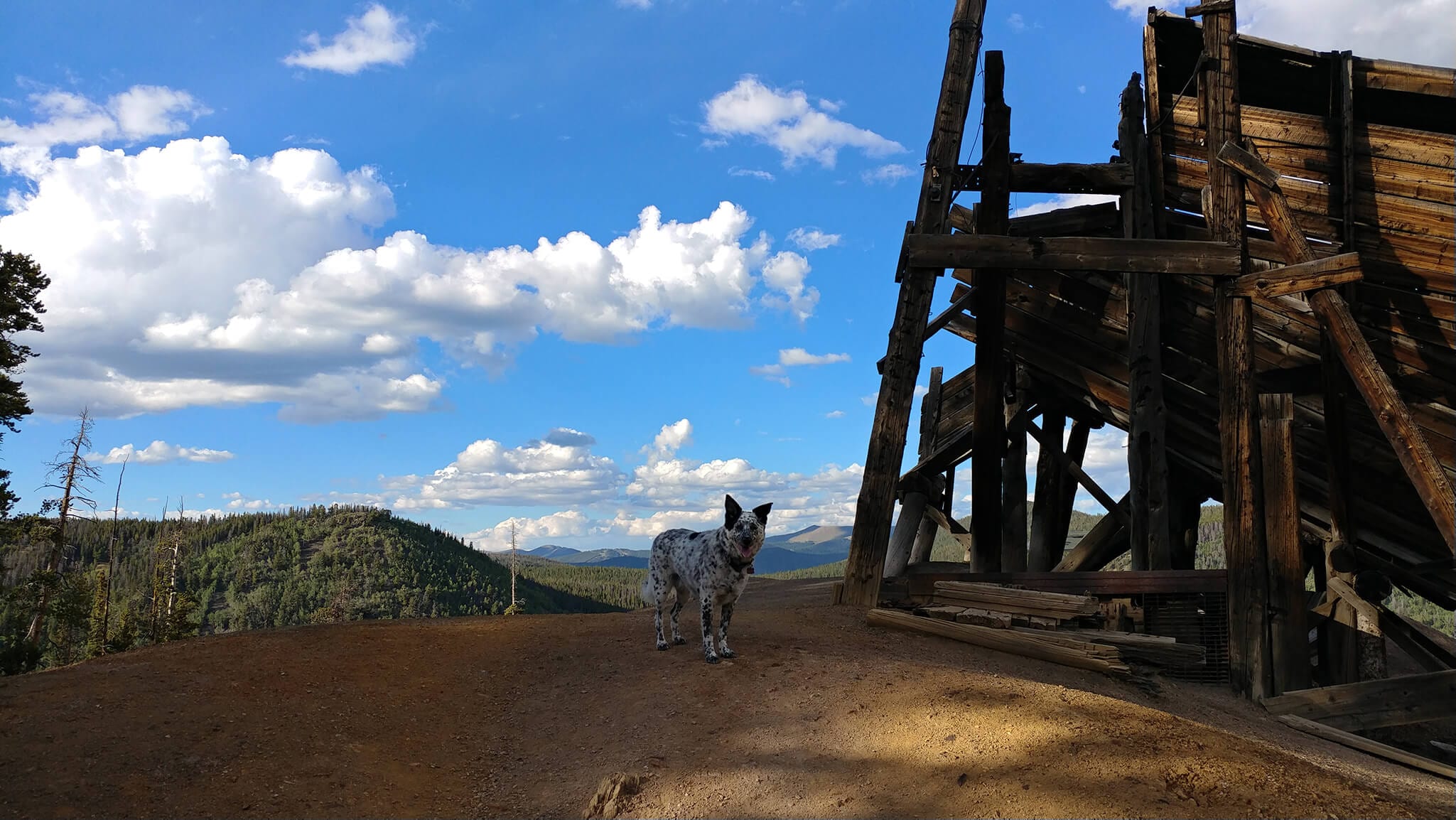 Dog on Sallie Barber Trail: a perfect hike for your four-legged friend!