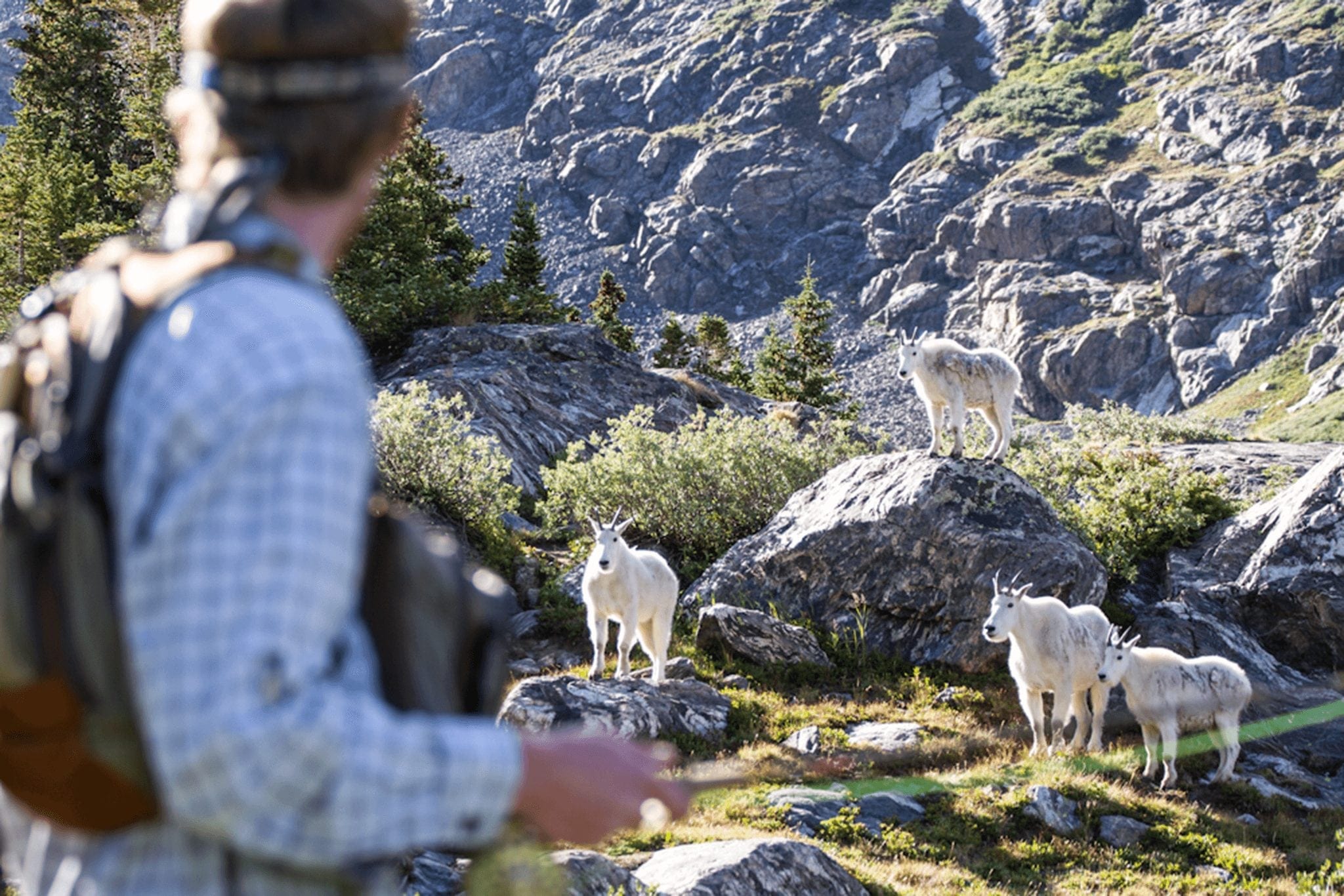 A fisherman looking at mountain goats while fly fishing.