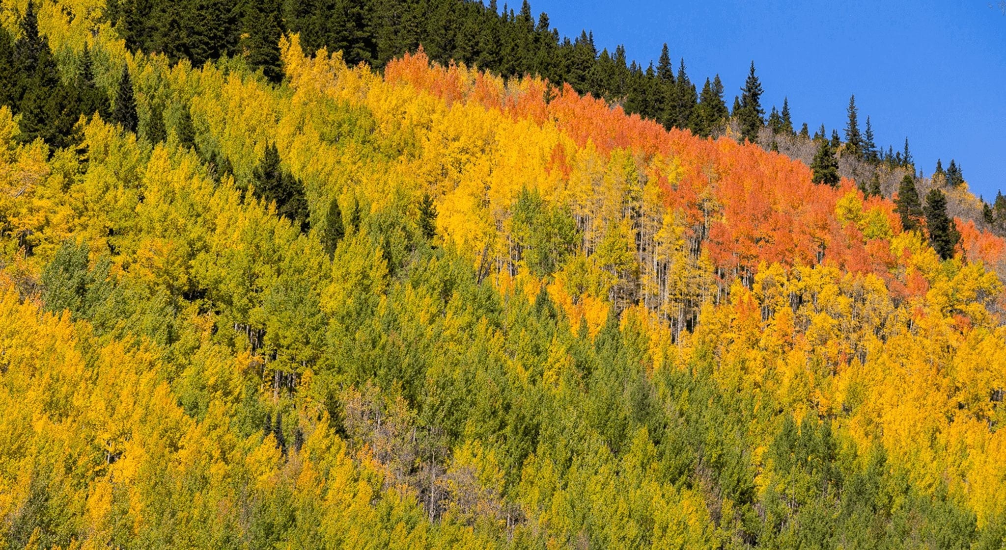 Breckenridge trees changing color on a hillside during fall.