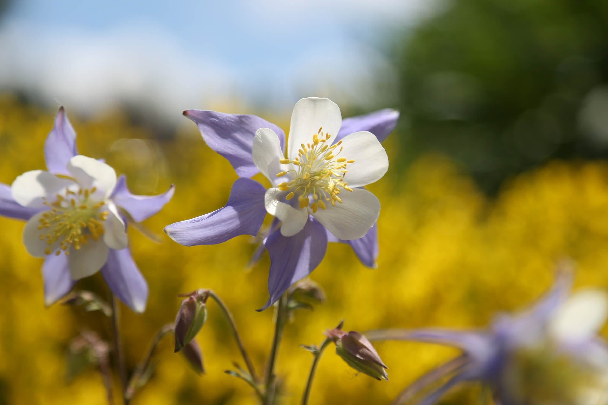 Columbine wildflower in Breckenridge during summer.