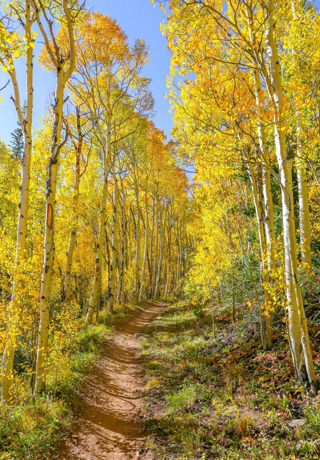 Aspen Alley in the Fall