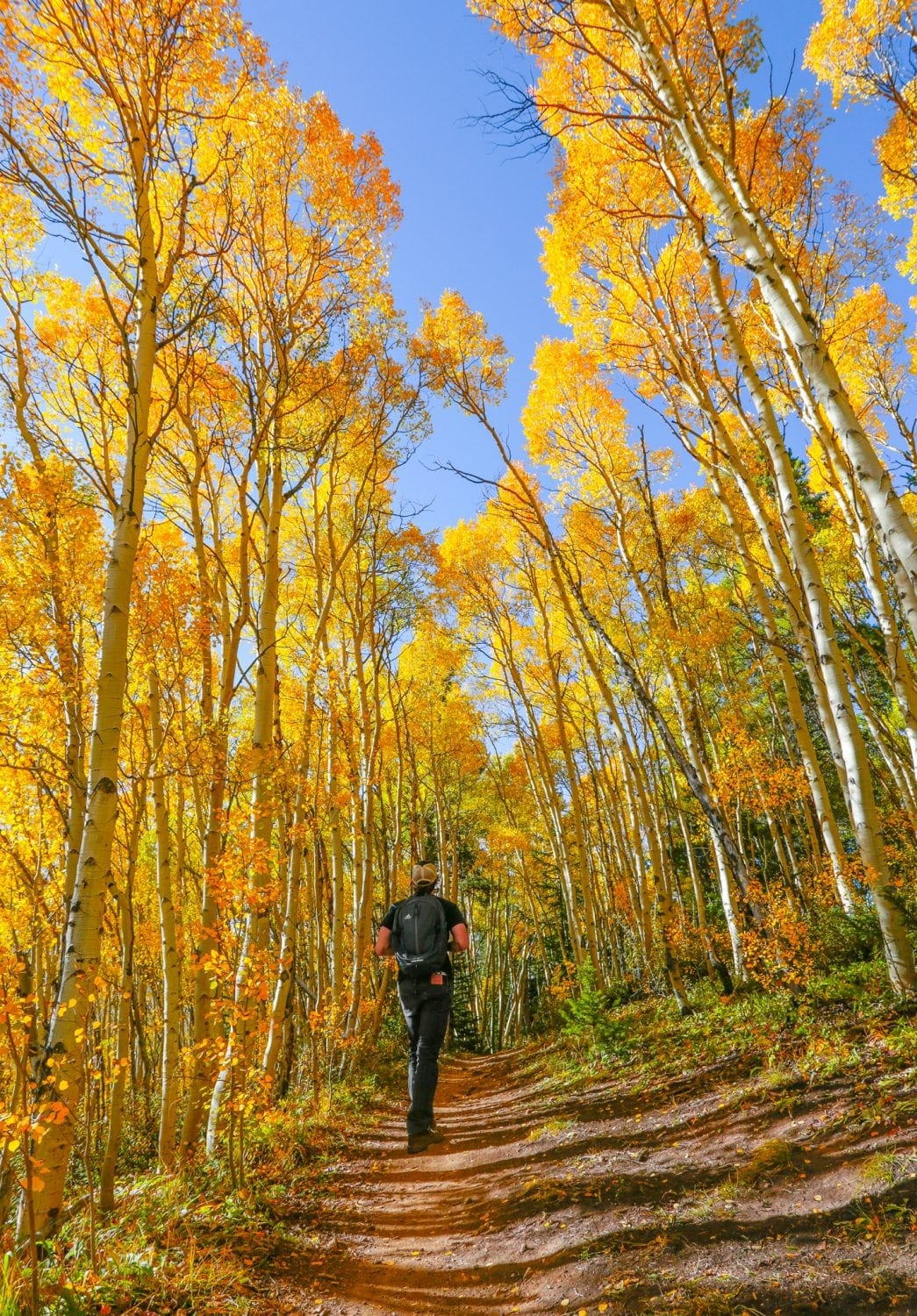 Aspen Alley hike in Breckenridge during fall
