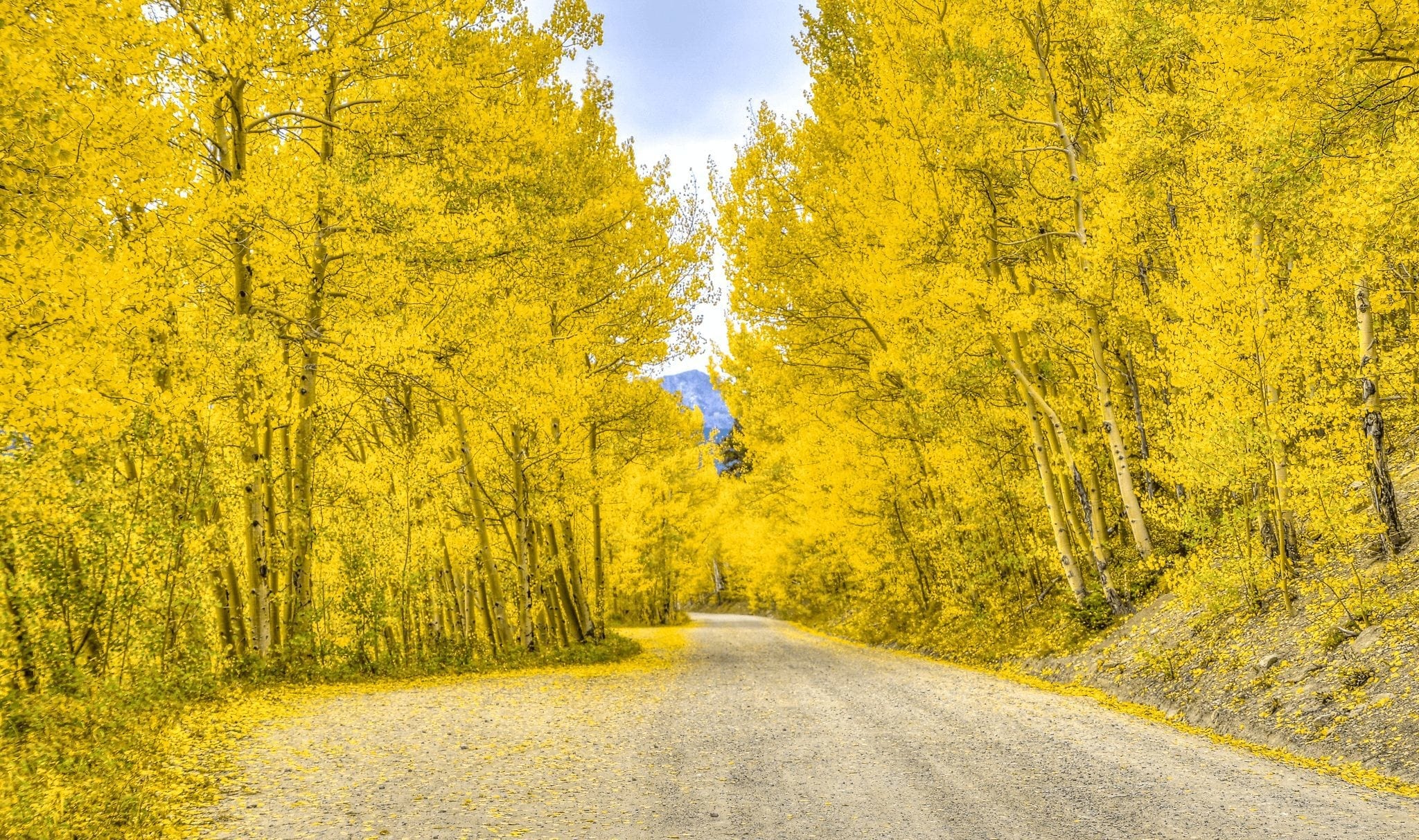 Breckenridge's Boreas Pass Road in Fall with aspen foliage