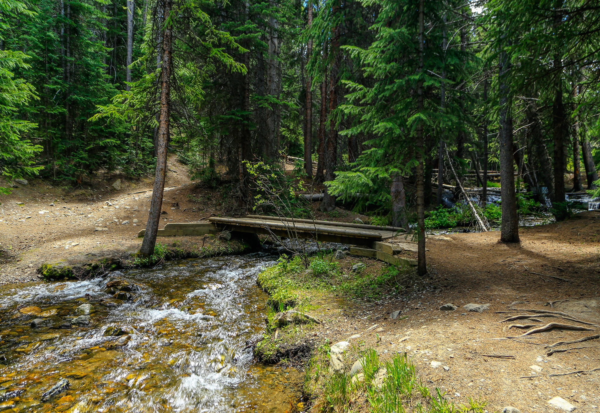 The Burro Trail follows along a creek as it makes its way into the forest.