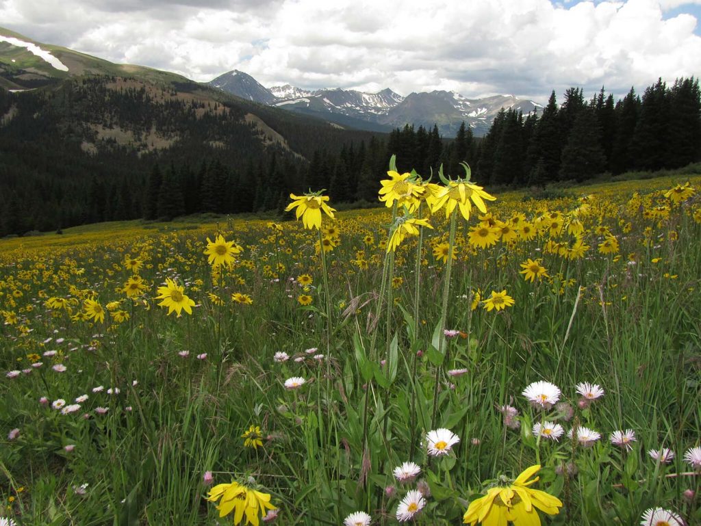 Alpine Sunflower: always facing the rising sun, fields of Alpine Sunflower can be found along Boreas Pass Road. Alpine Sunflower is one of the more commonly found wildflowers in Breckenridge.