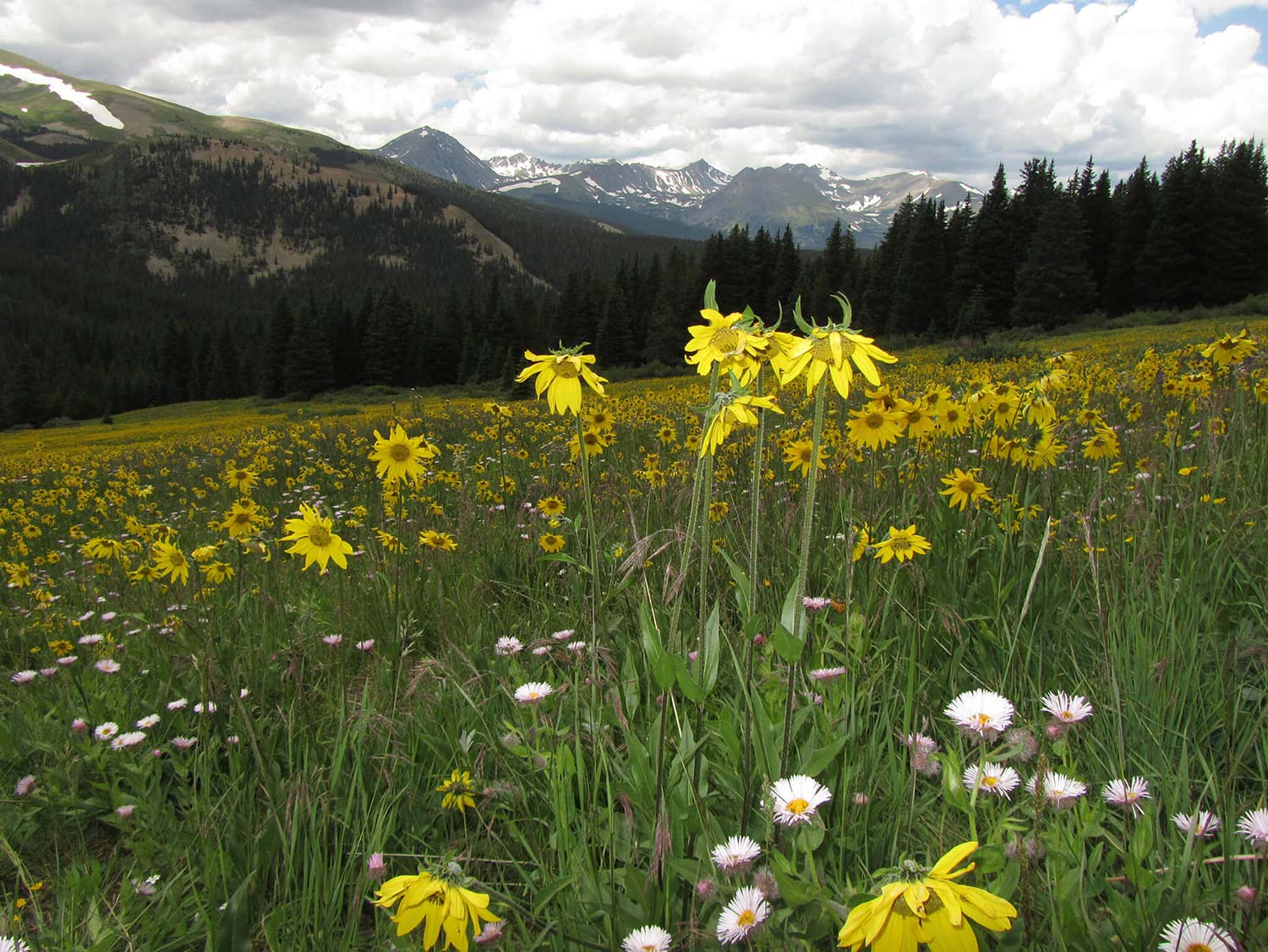 Alpine Sunflower: always facing the rising sun, fields of Alpine Sunflower can be found along Boreas Pass Road. Alpine Sunflower is one of the more commonly found wildflowers in Breckenridge.