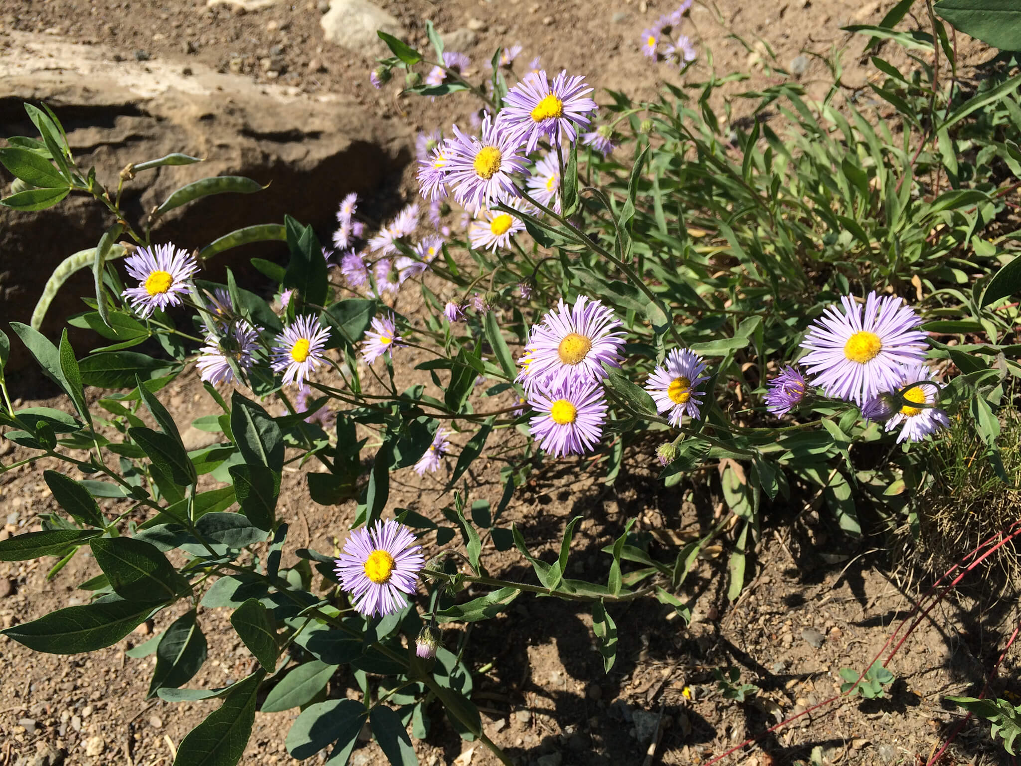 Asters:  Another variety of flower with so many cousins it’s hard to tell the family members apart.