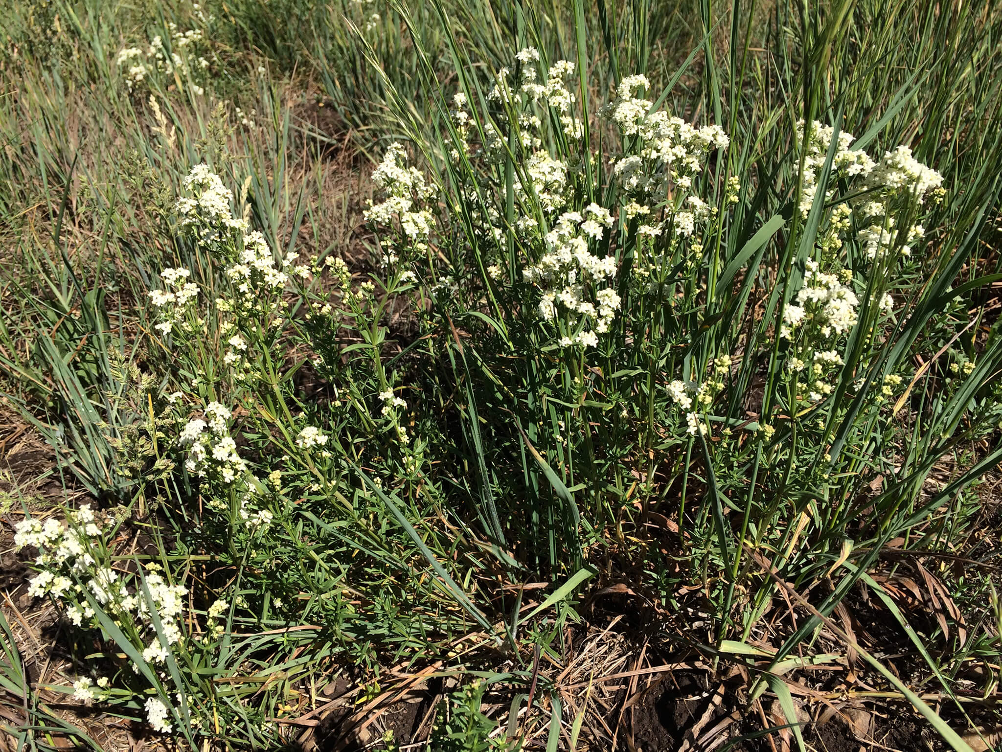 Bedstraw:  Tiny white flowers give the plant a fluffy look, like a down comforter.