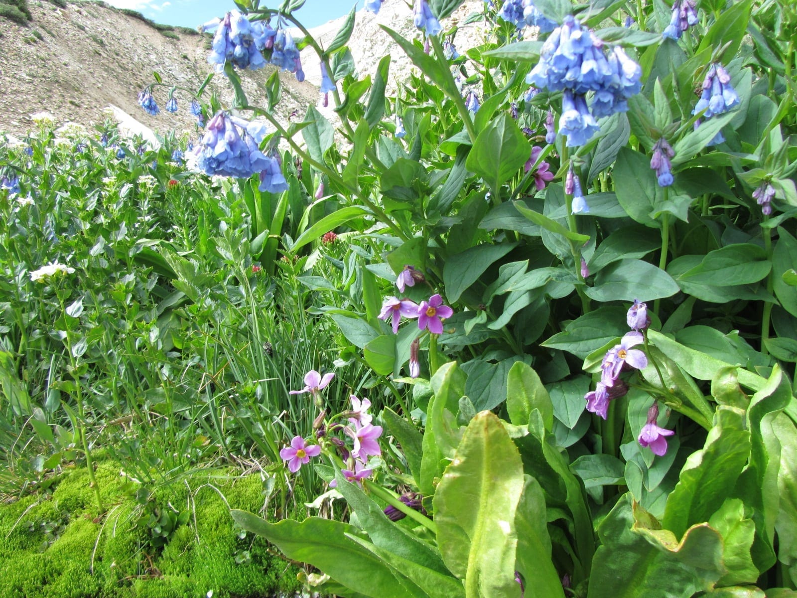 Tall Chiming Bells blooming by an alpine creek