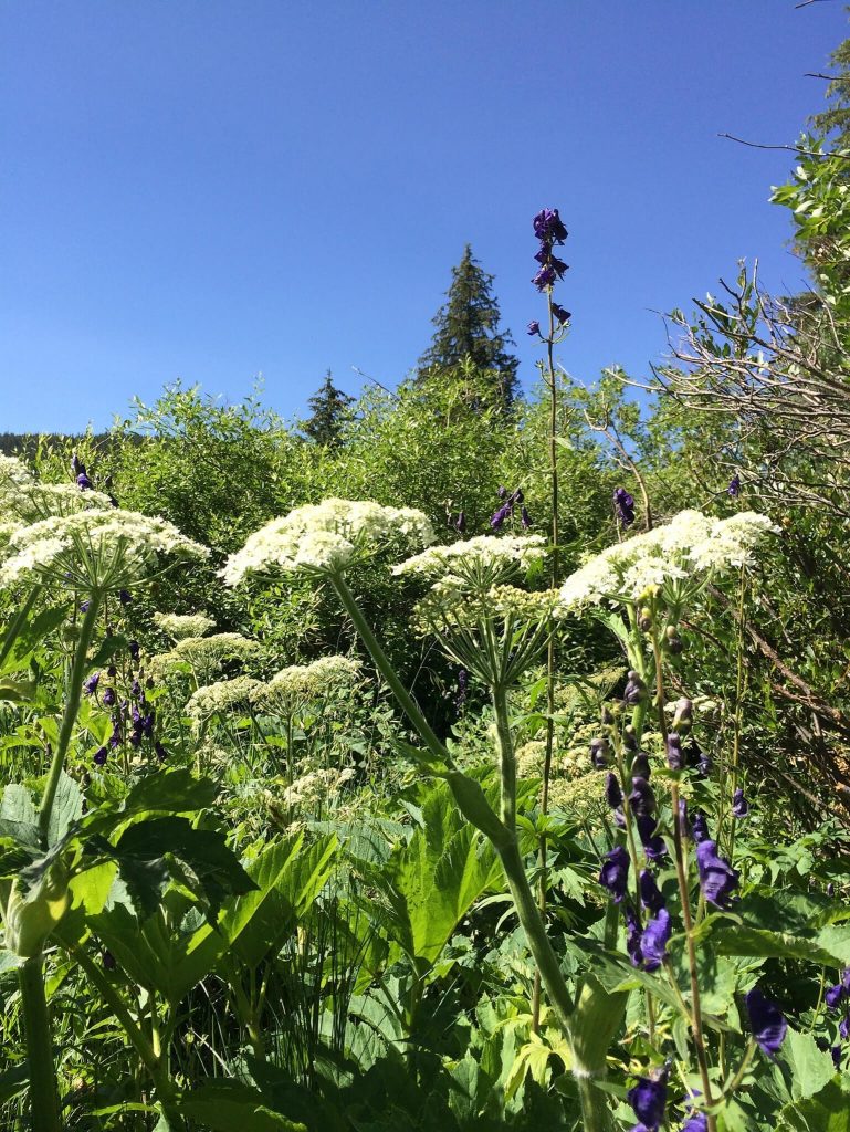 Cow Parsnip:  An unlovely name for a lovely flower found towering over wetland areas.