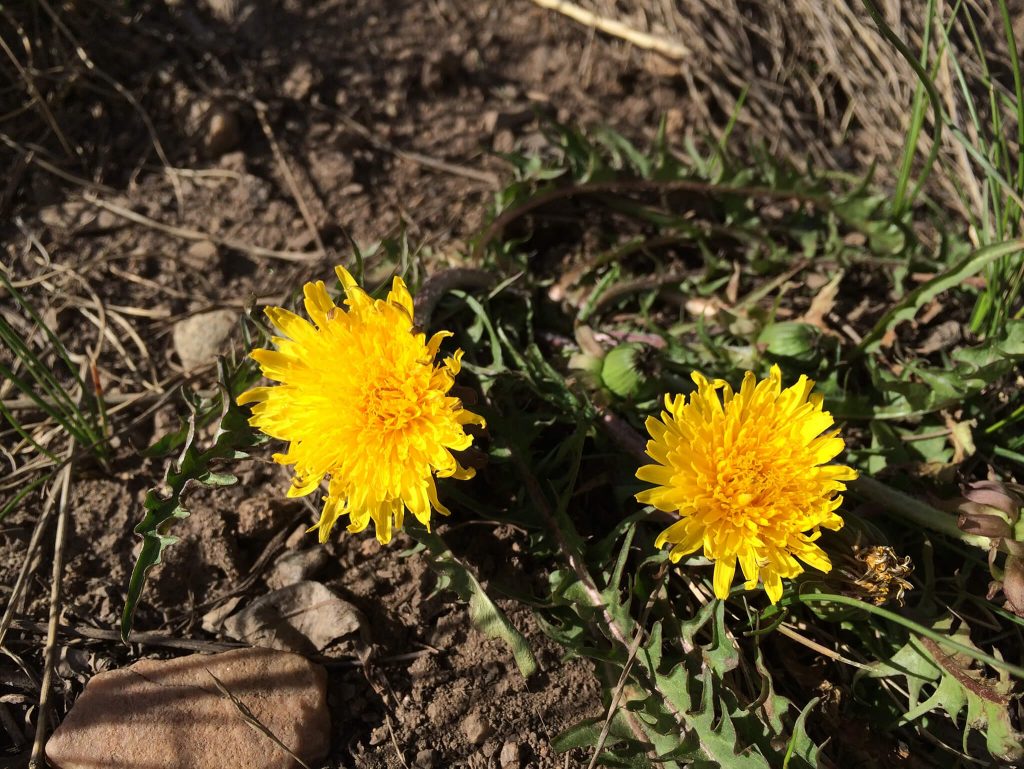 Dandelion: important food for bees and other pollinators, source of dandelion wine