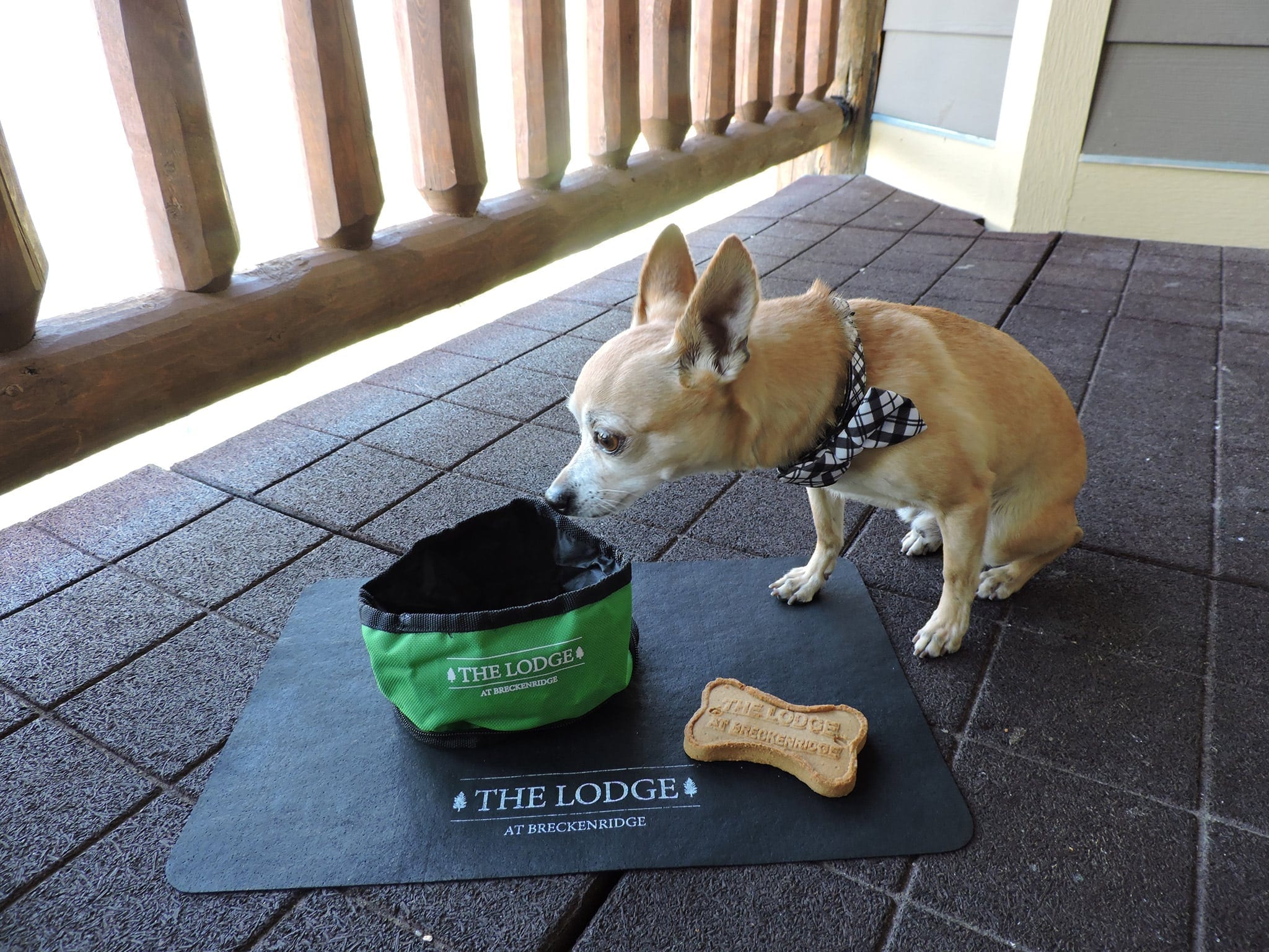 The Lodge at Breckenridge has one of the best dog packages of any lodging company.
