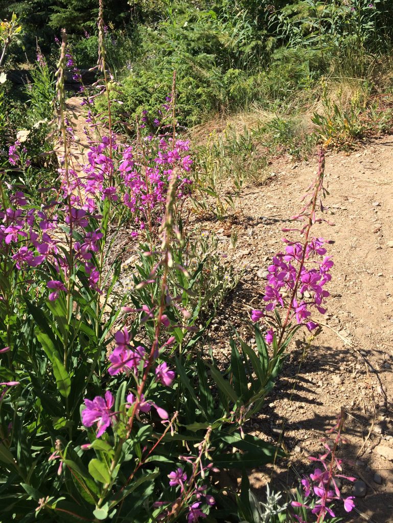 Fireweed is an indicator that summer is making way to winter.