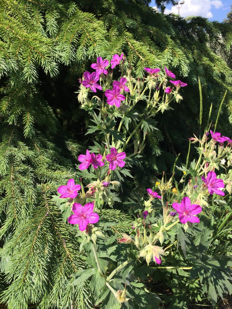 Sticky Geranium or Pink Geranium: The Riverwalk in Breckenridge is a great place to find these.