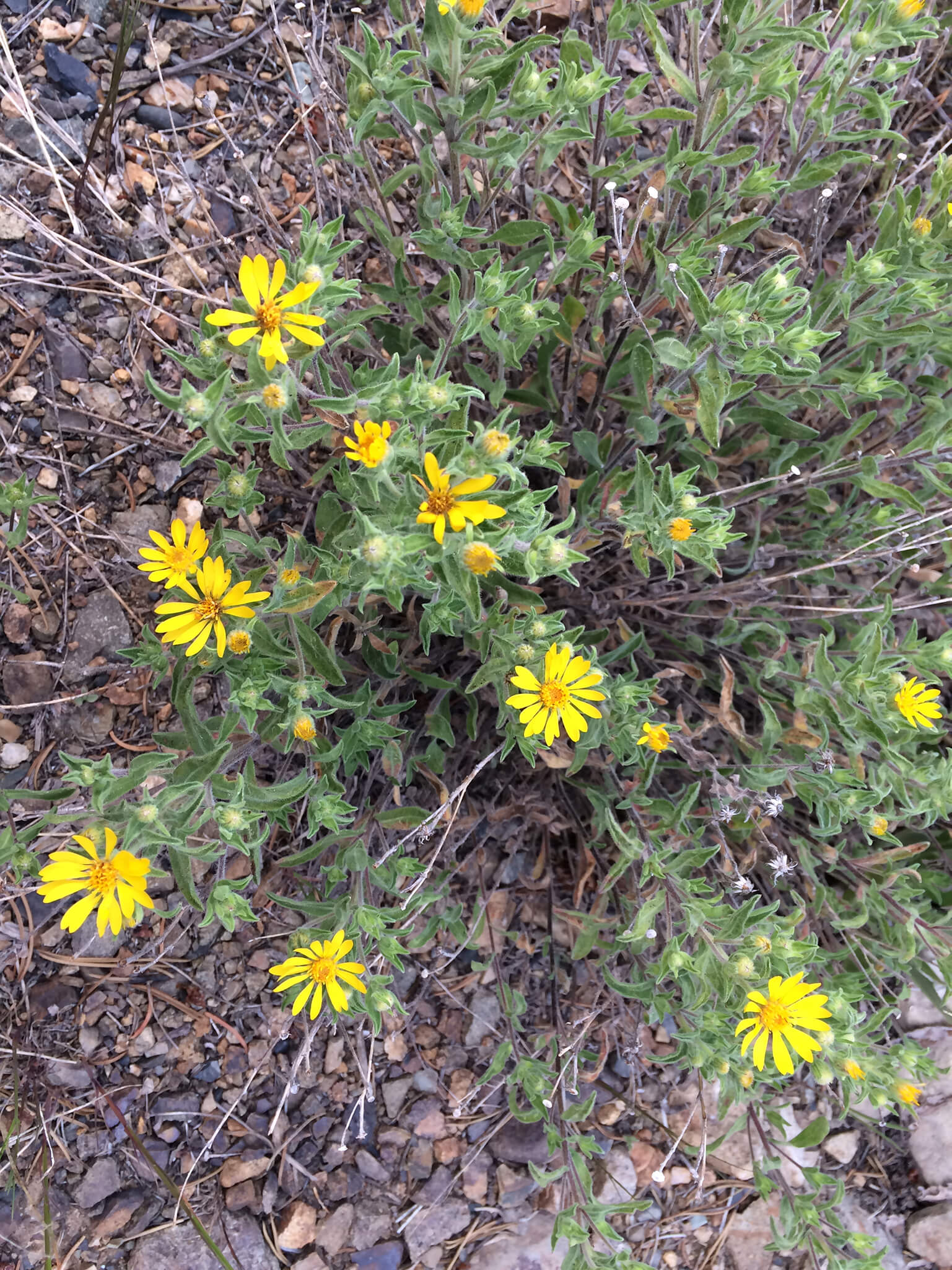 Golden Aster: One of the many DYCs (Darn Yellow Composite flowers)