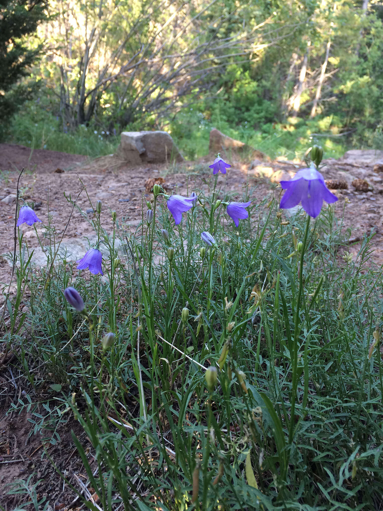 Harebells: Usually found later in summer.