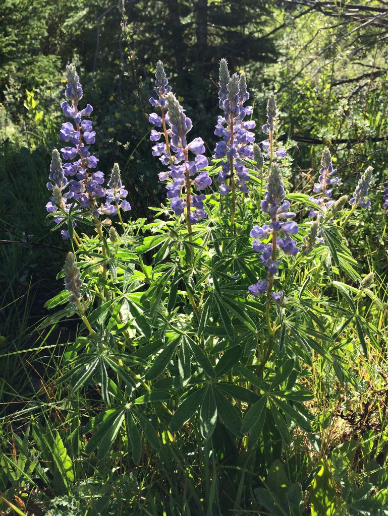 Silvery Lupine: Stunning in a single clump backlit by the sun, or growing in huge drifts in meadows, the lupine is one of Breckenridge’s most common flowers