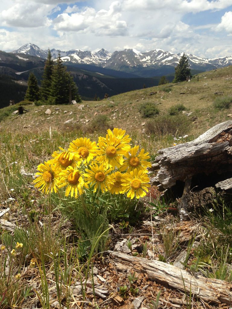 Old Man of the Mountain: a distinctive sunflower found in the alpine zone