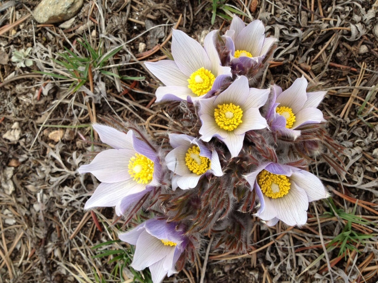 Pasqueflower:  purple on the outside, white on the inside, this is one of the earliest bloomers. Can be found in Breckenridge’s Valley Brook Cemetery.