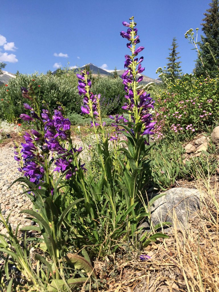 Penstemon: The Single-Sided Penstemon is the most common of the wildflowers in Breckenridge. We also have Dusky, Little Flowered, and the diminutive Halls Penstemon found in the alpine zone.