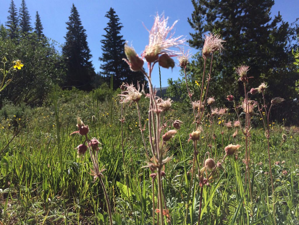 Prairie Smoke:  When gone to seed, you can see why they are part of the Windflower family.