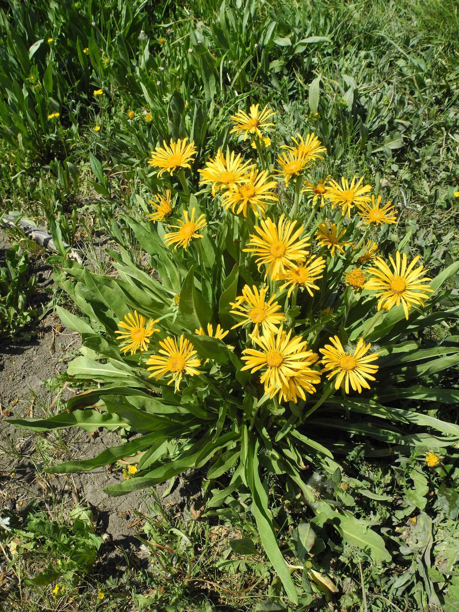 Sneezeweed: their tousled heads look like they just recovered from a violent sneeze.