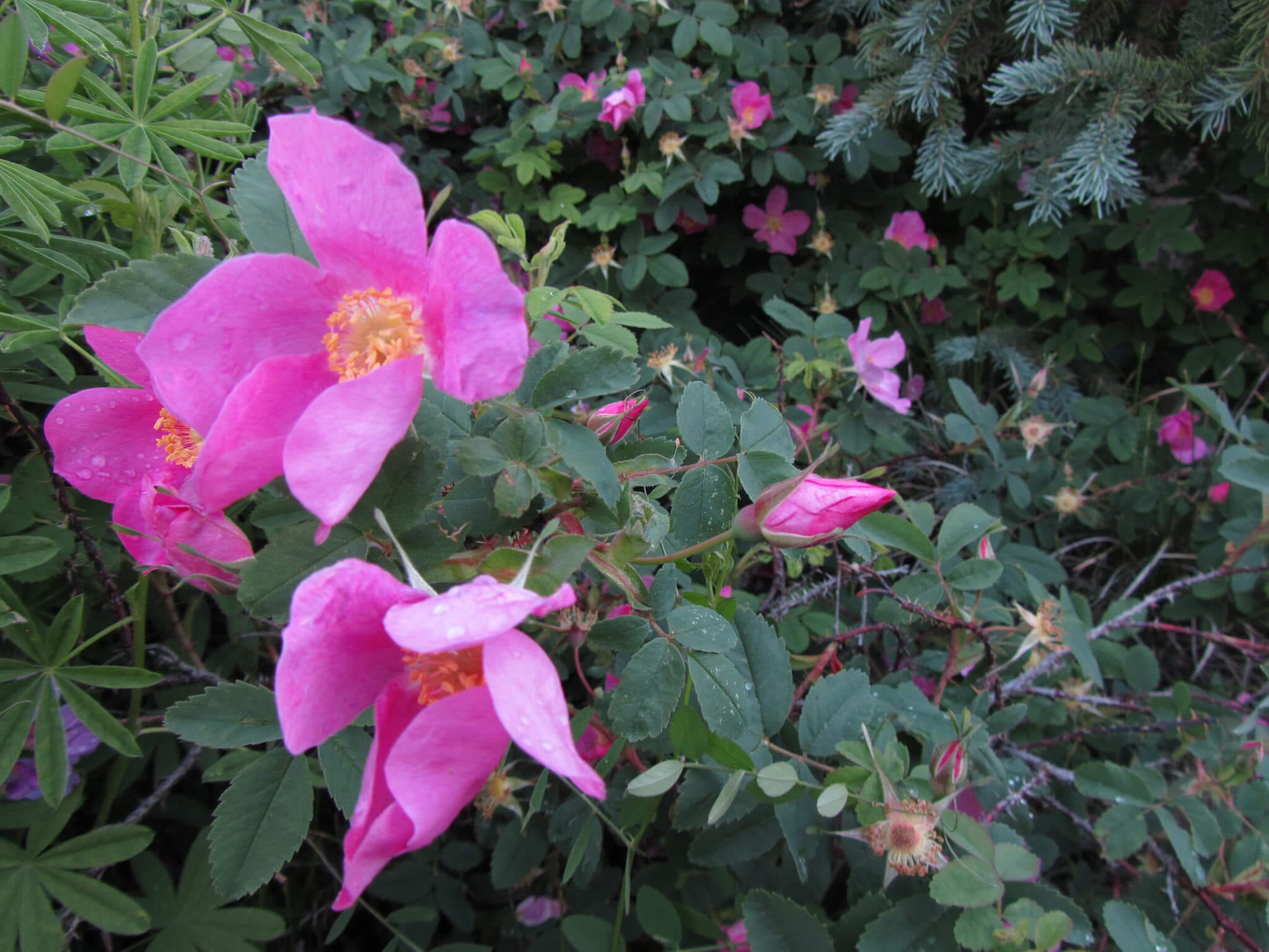 Wild Rose: How you’d expect a rose to smell.
