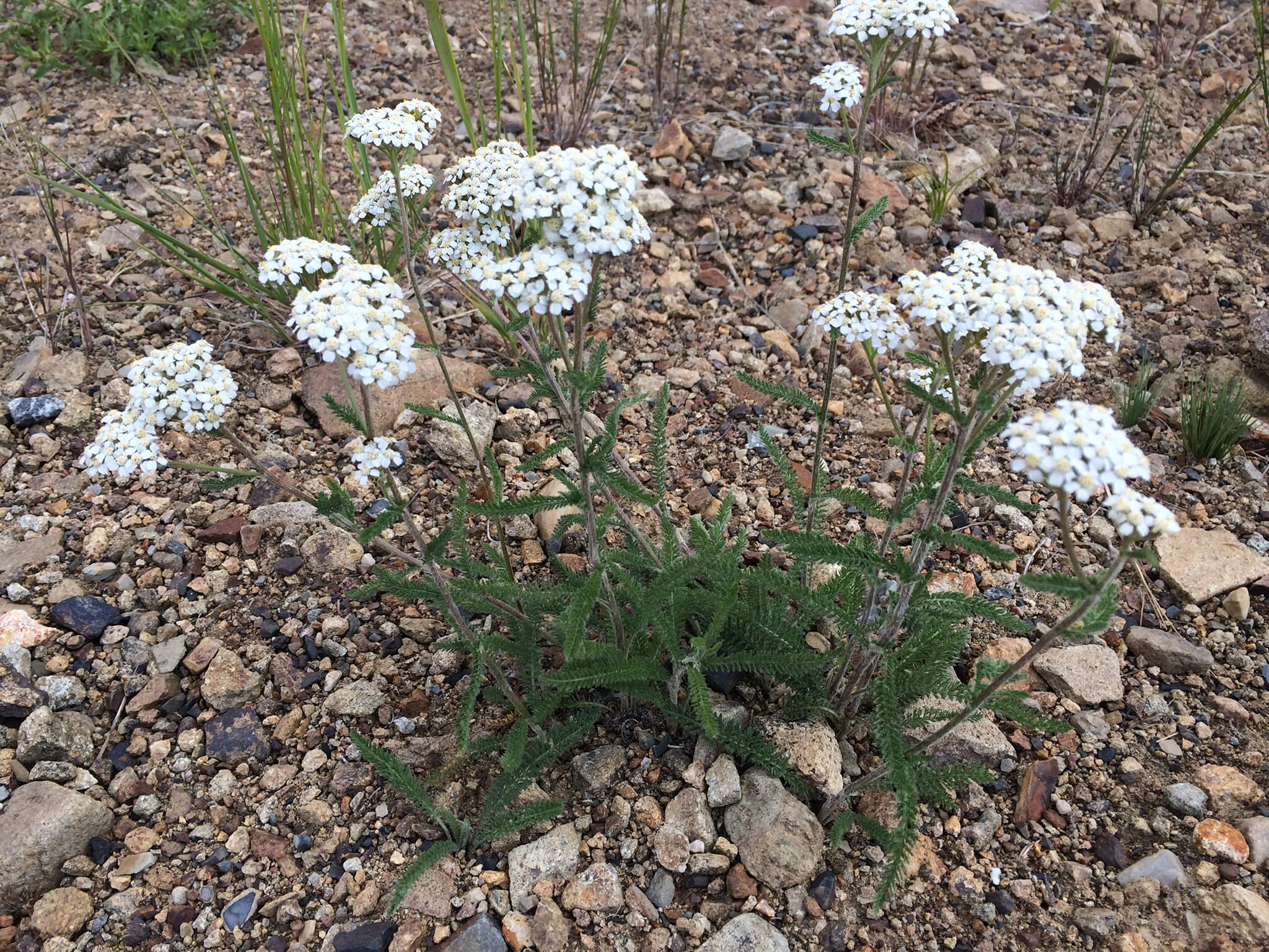Yarrow:  Loves dry edges of roads and trails. Healing qualities include anti-bacterial properties.