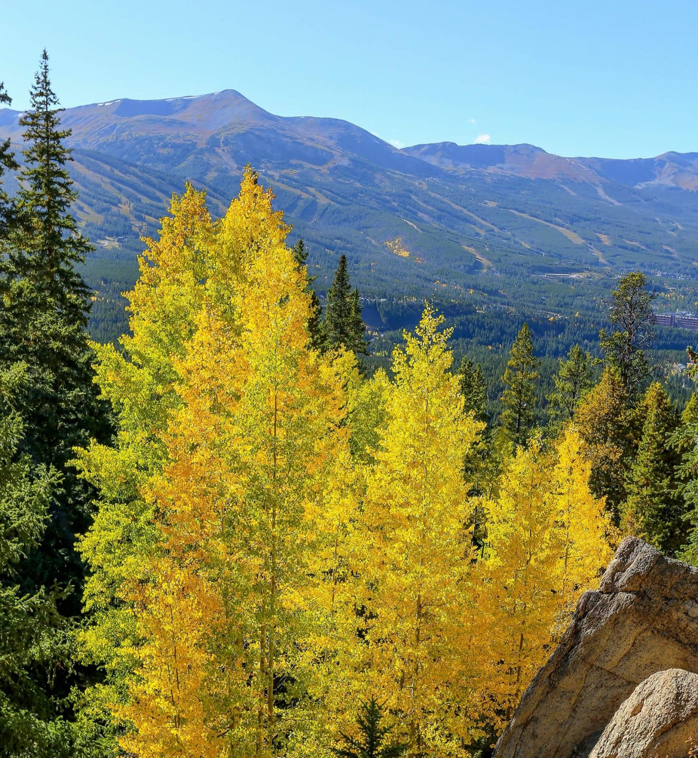 Yellow Aspen trees during fall in Breckenridge