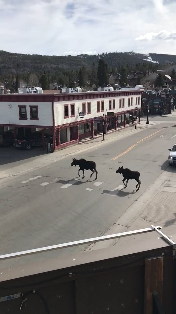 Lost moose in downtown Breckenridge, Colorado