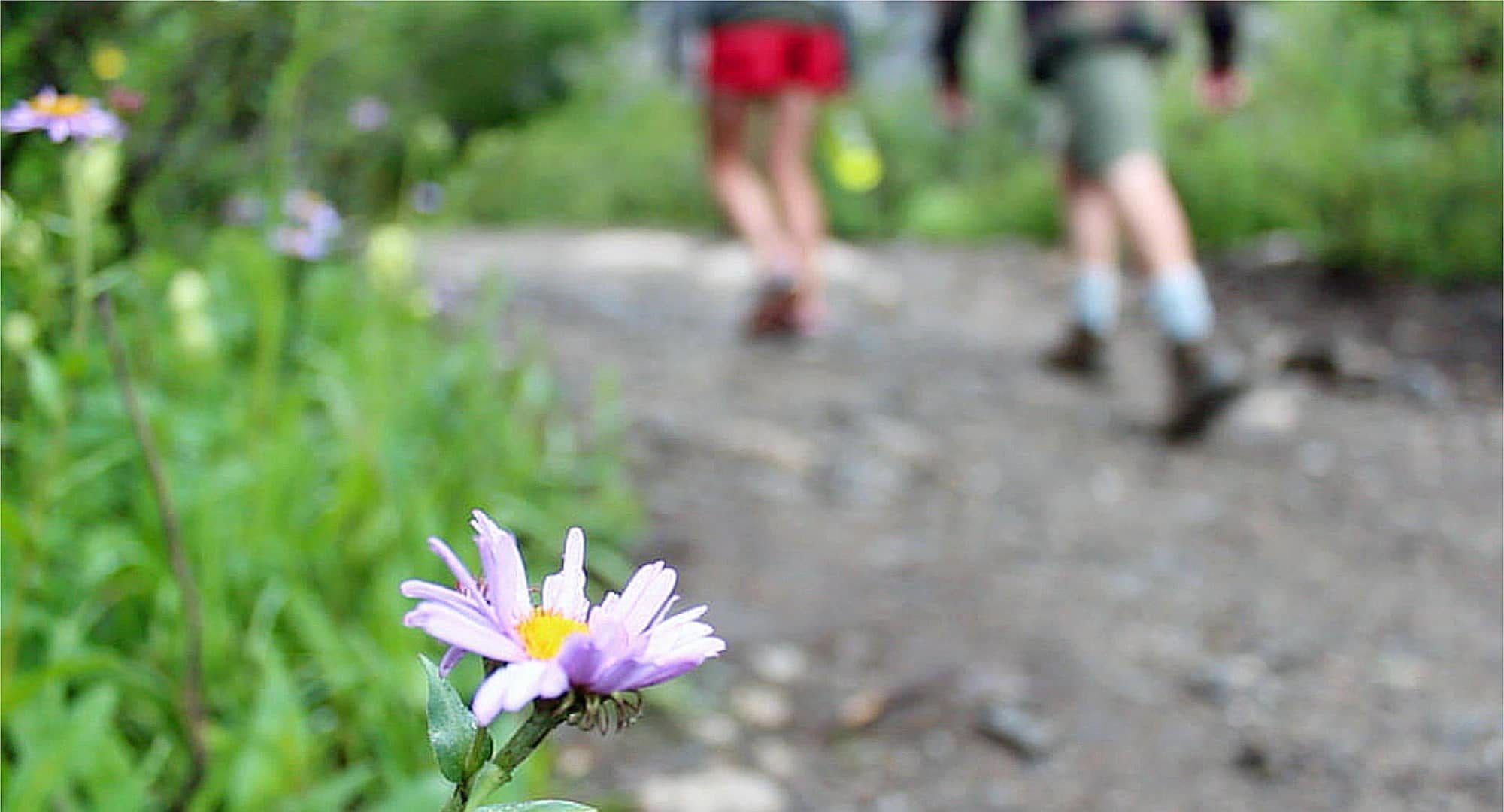 Two hikers on a trail with a wildflower in the foreground