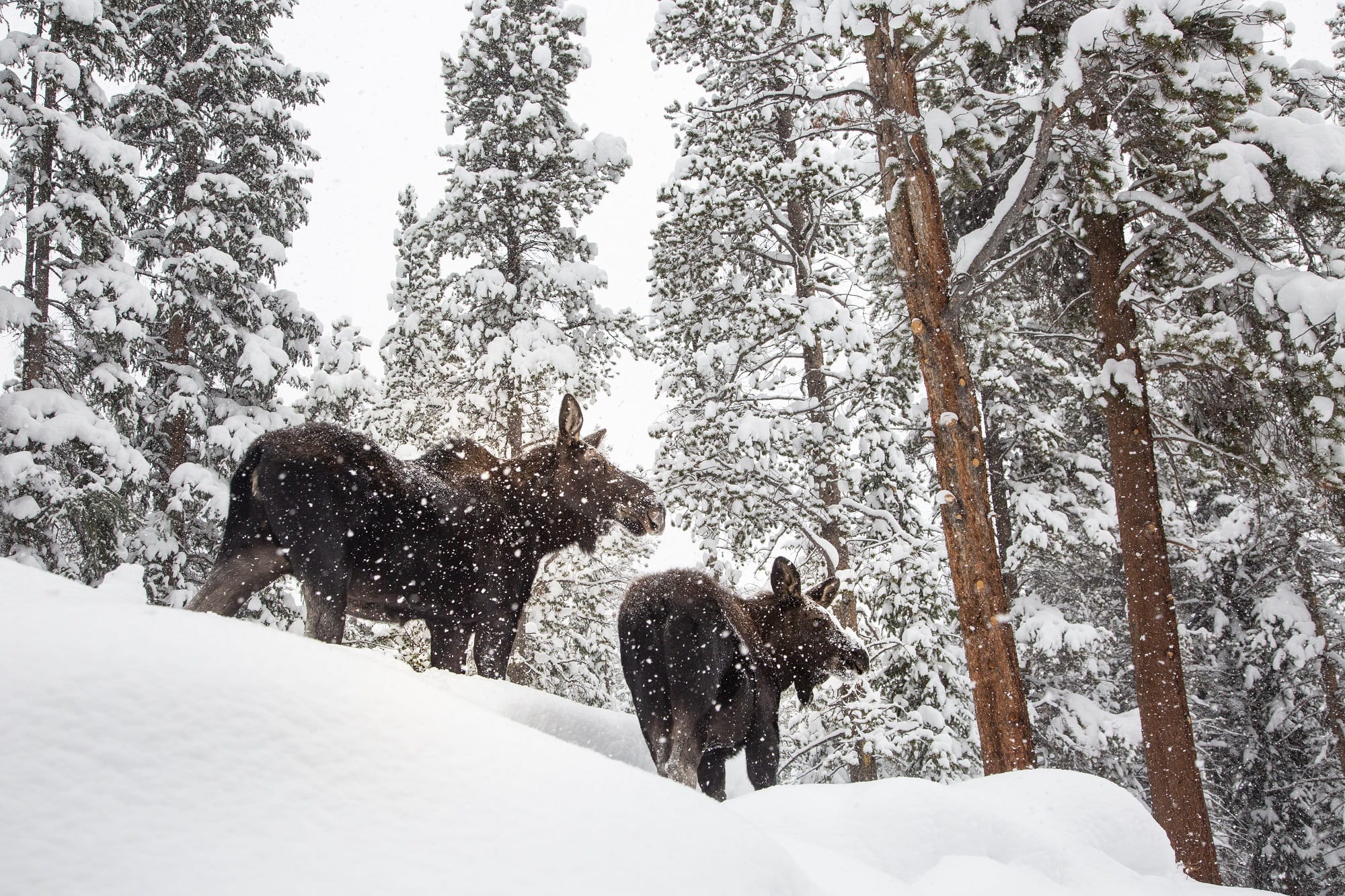 Moose in winter in Breckenridge 