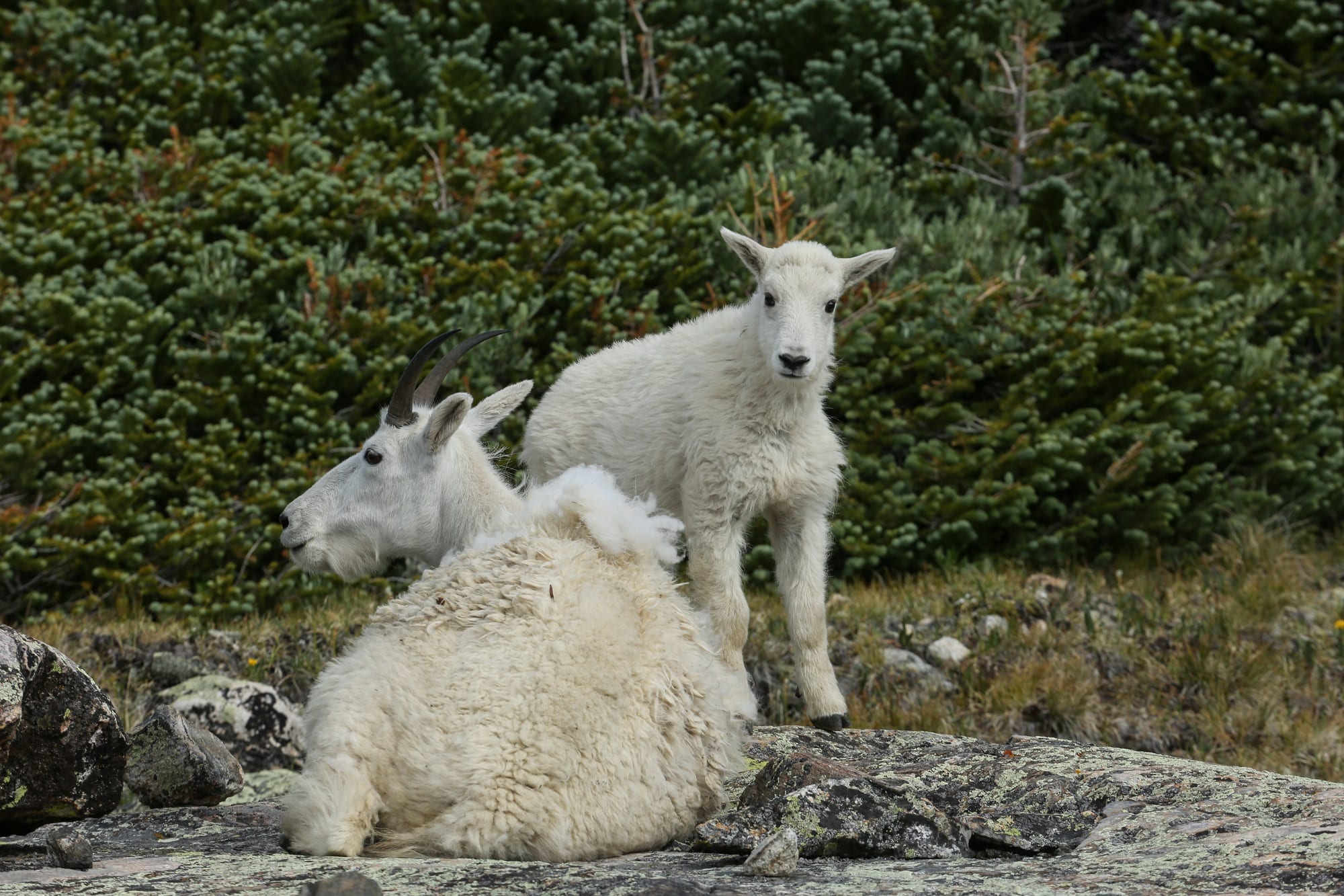 Mountain goats shedding their undercoats in the summer.