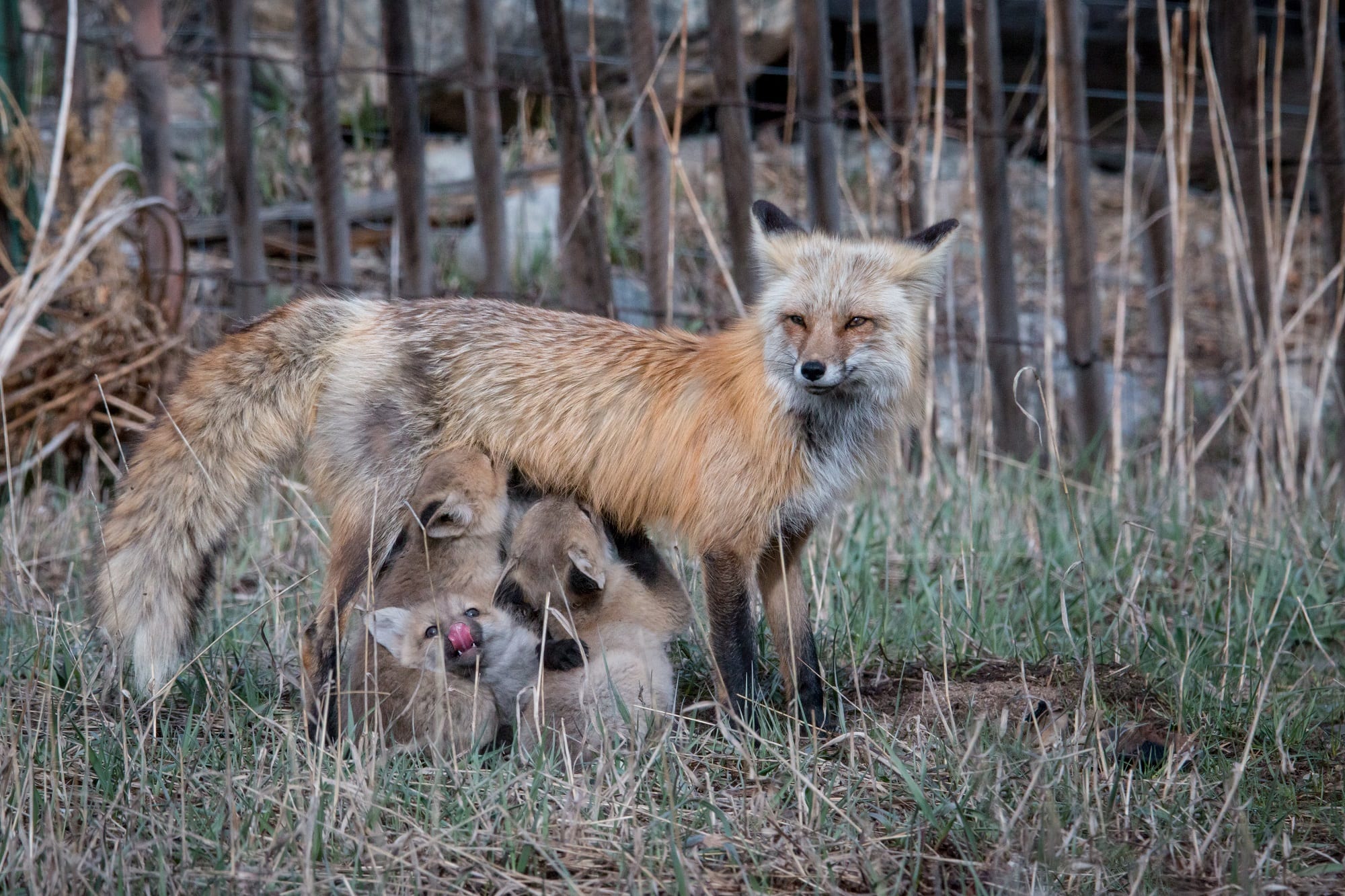 A momma fox and her cubs in Breckenridge.