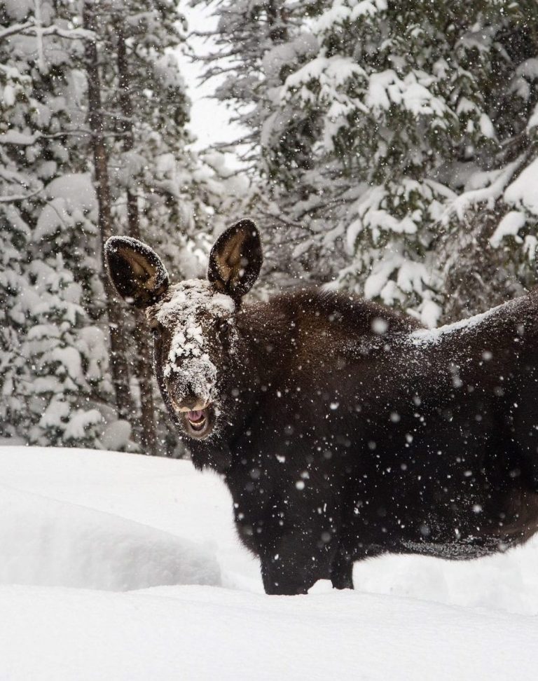 Moose covered in falling snow