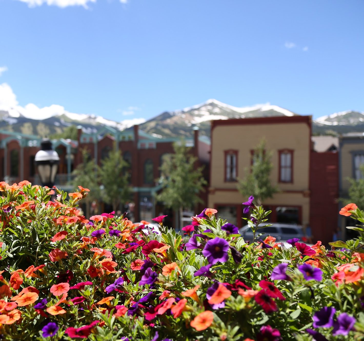 Colorful flowers outside in downtown Breckenridge