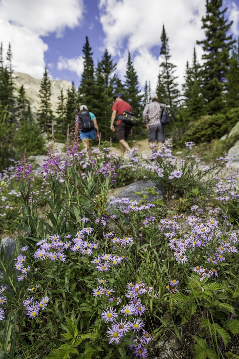 Family hiking through the wildflowers and trees in Breckenridge