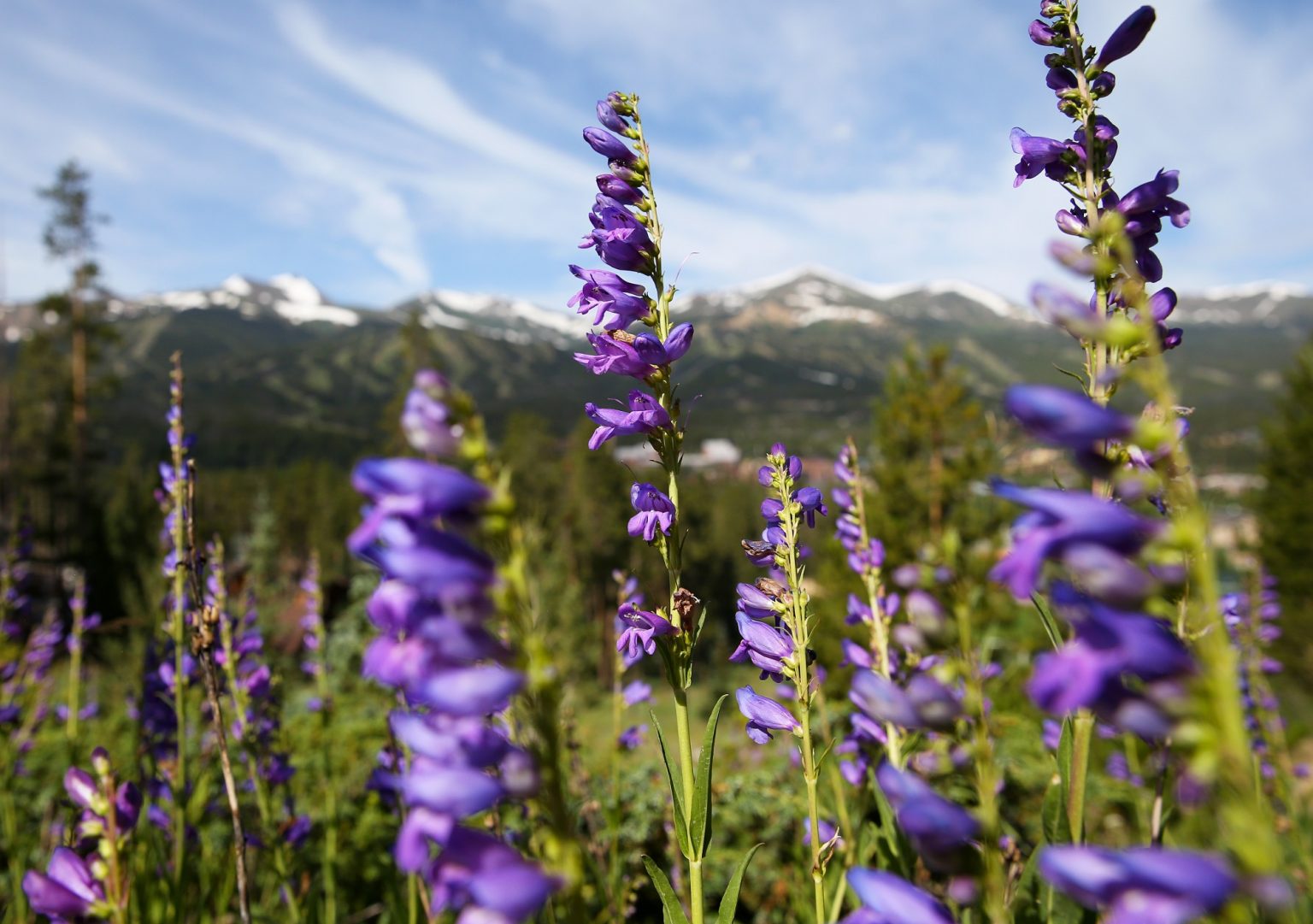 purple flowers in a meadow by the mountains