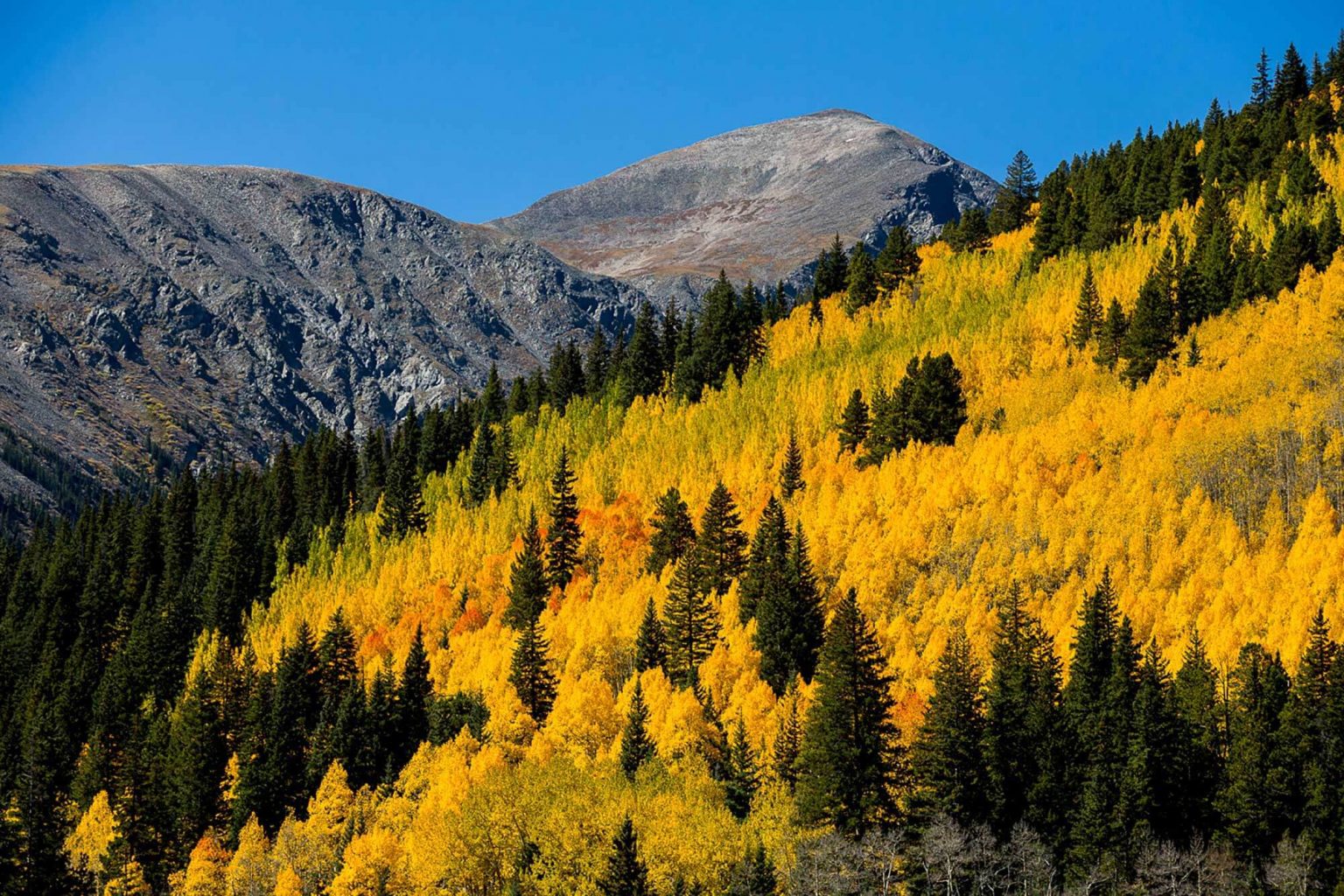 Yellow fall colors in Breckenridge