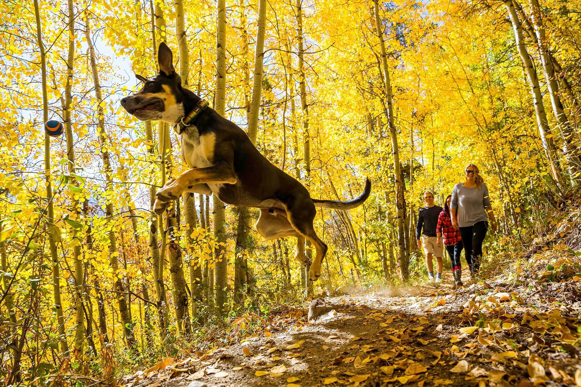 Dog chases ball with group of hikers surrounded by golden aspens in Breckenridge, CO