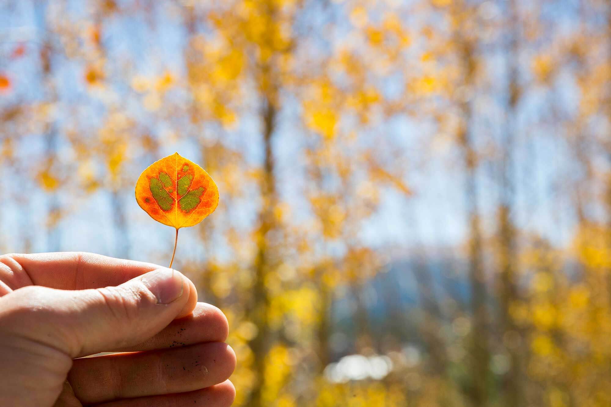 Close-up of aspen leaf with fall colors in Breckenridge, CO