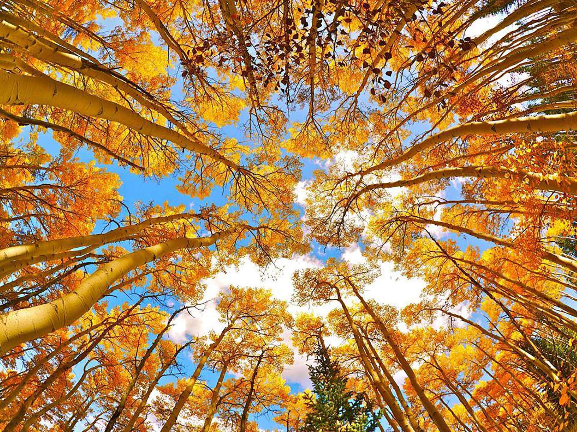 golden aspen leaves against blue sky