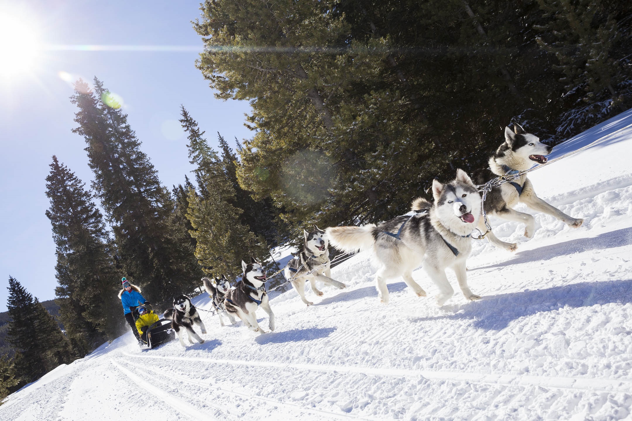 Dogsledding over the snow during a Breckenridge winter