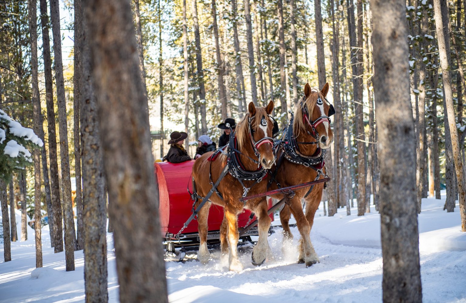 two horse open sleigh
