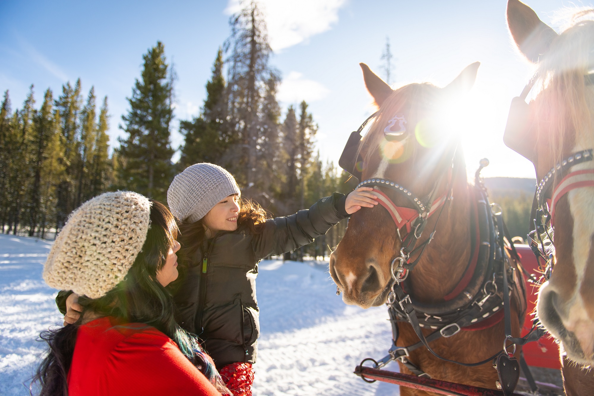 Sleigh Rides Breckenridge petting horses