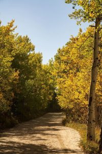 Leaves turning yellow along a dirt road