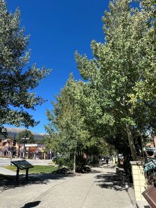 trees on main st