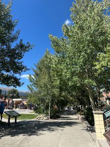 Trees along main street, breckenridge.